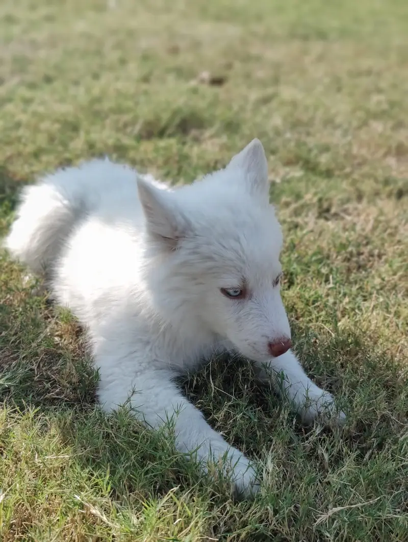 husky for sale