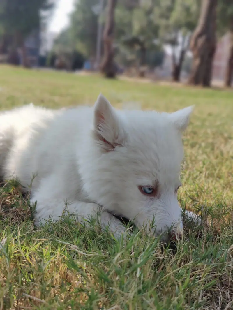 husky for sale — photo 2