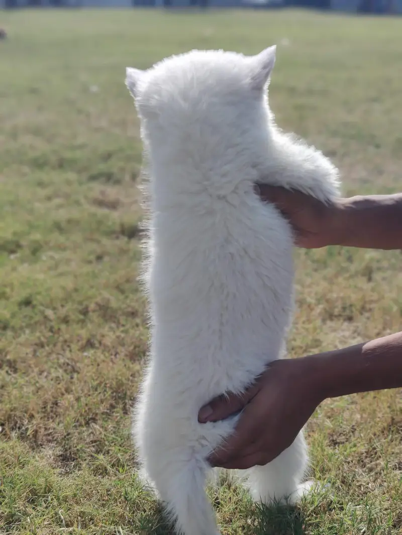 husky for sale — photo 3