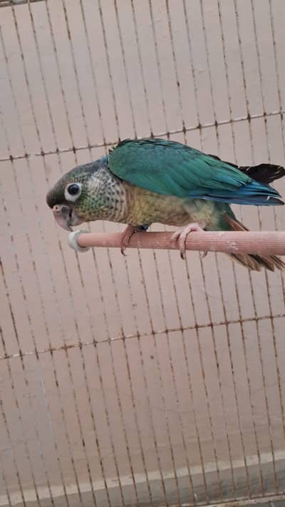 blue turquoise , lutino , cremino available