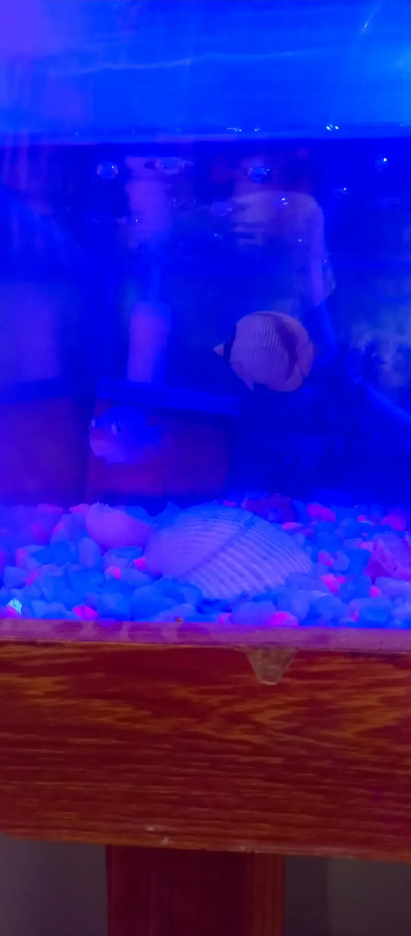 aquarium — photo 3