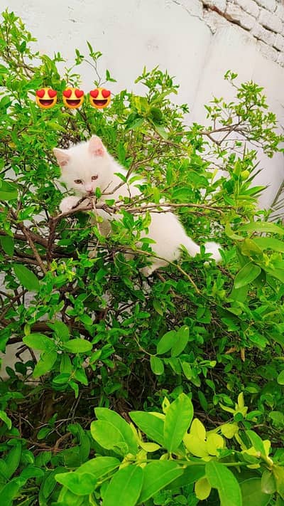 playfull litter train kittens