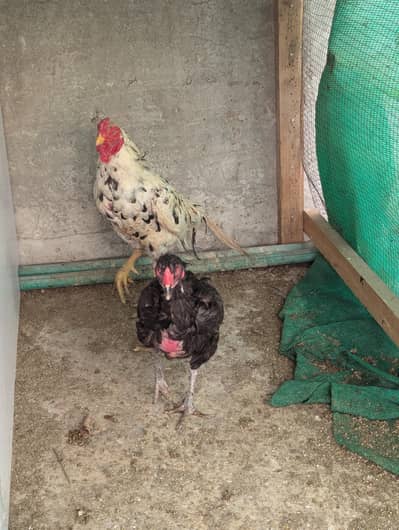 Murgha for sale