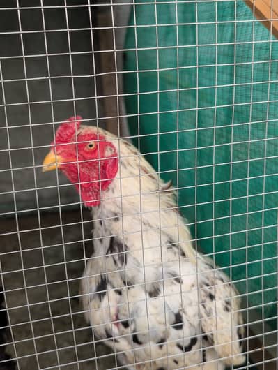 Murgha for sale