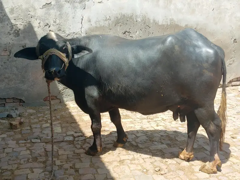 buffalo for sell