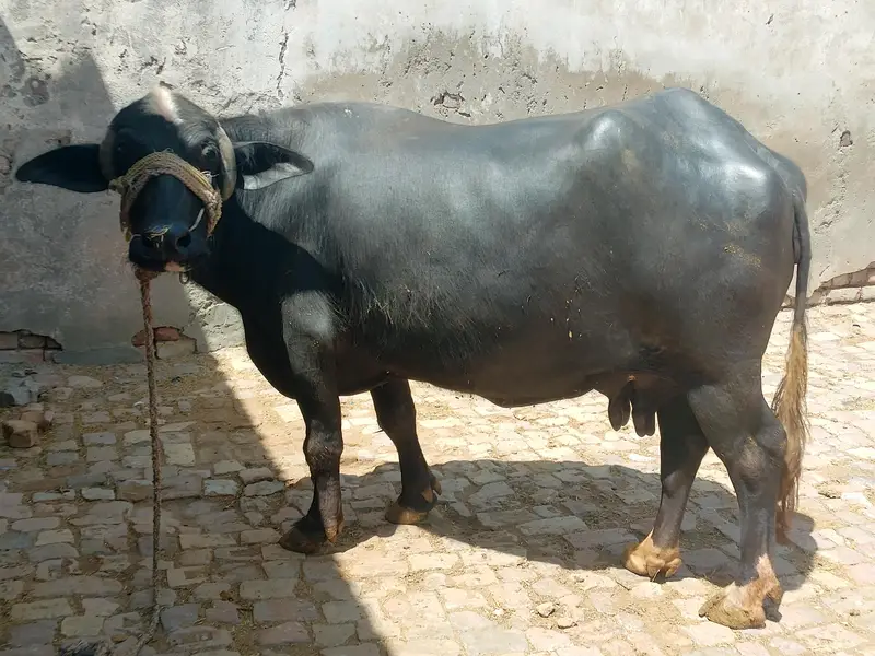 buffalo for sell — photo 2