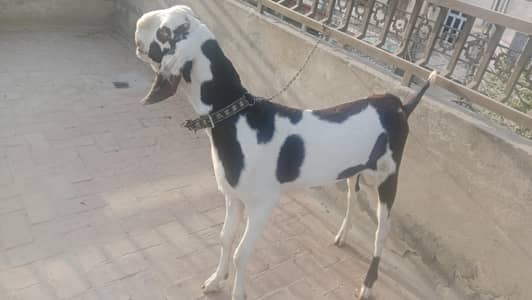 kheera Bakra for sale
