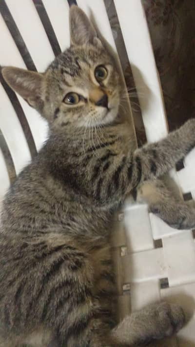 Persian baby For adoption