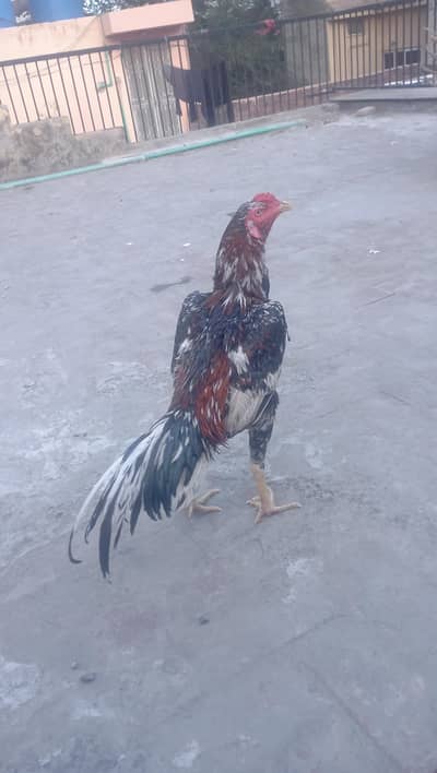 for sale