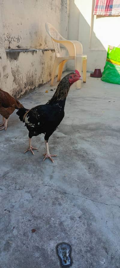 heigh quality Kili Taj patha urgent for sale