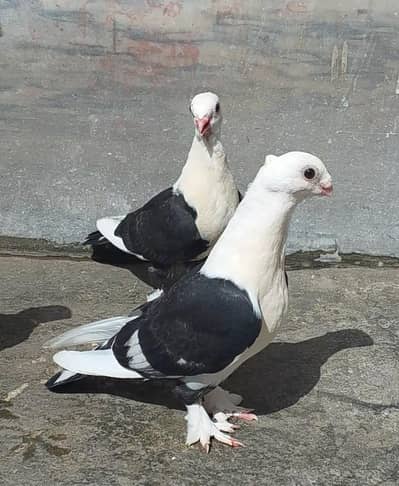 santinat pair call 03007675406