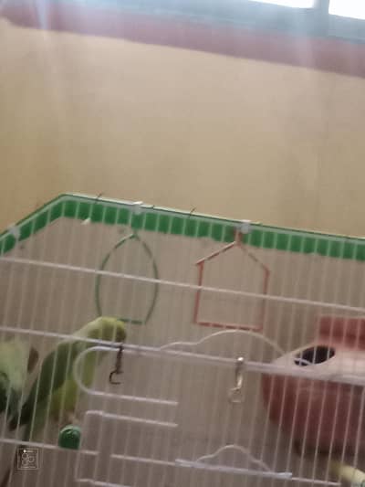 ring neck jumbo size ma hai pair