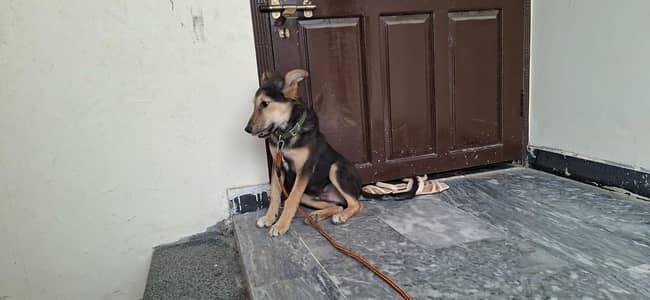 German Shepherd Male Dog 6 months
