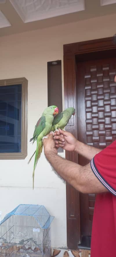 bolny wali madi