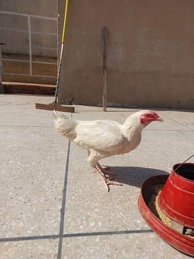Aseel Madi for Sale
