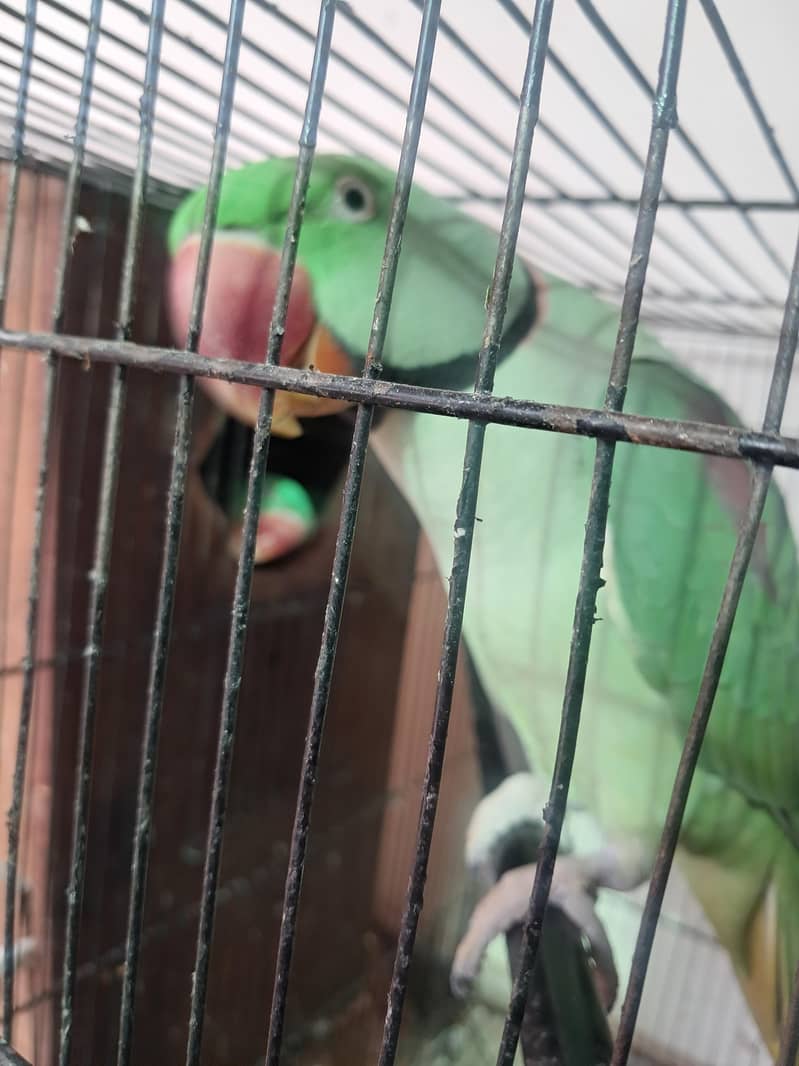 Raw Breeder Pair 2