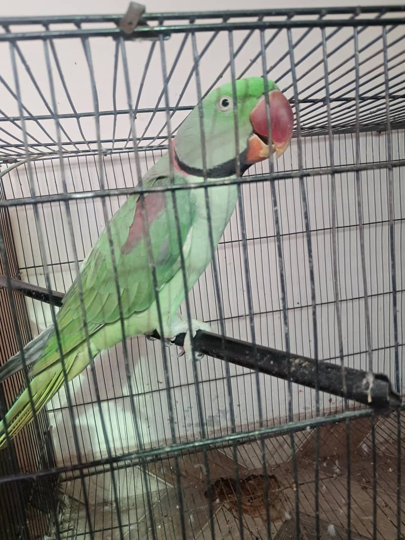 Raw Breeder Pair 3