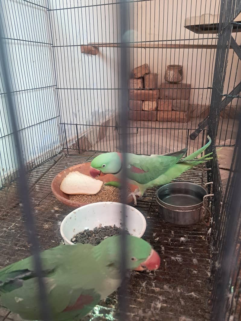Raw Breeder Pair 4