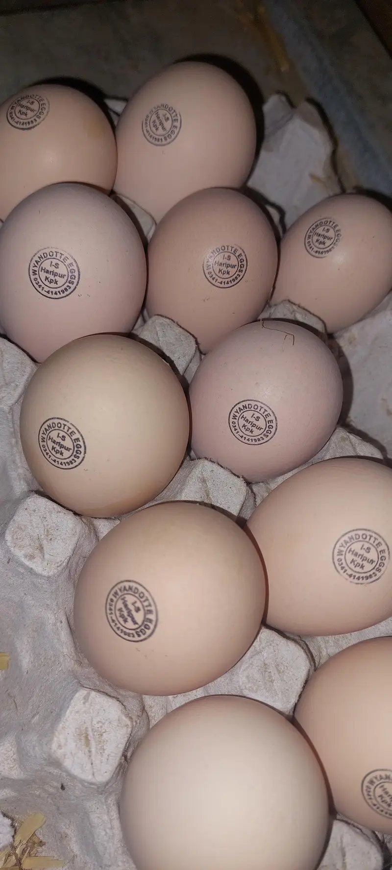 Silver Wyandotte &Splash Wyandotte Chickes & Eggs Available — photo 5