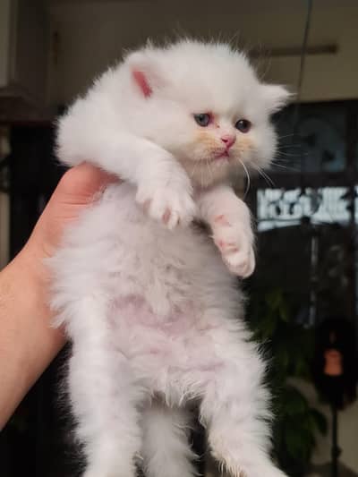 Persian kittens