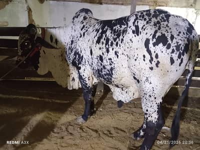 behtrern nasal kay farm kay do dant bachrey  5 lac each