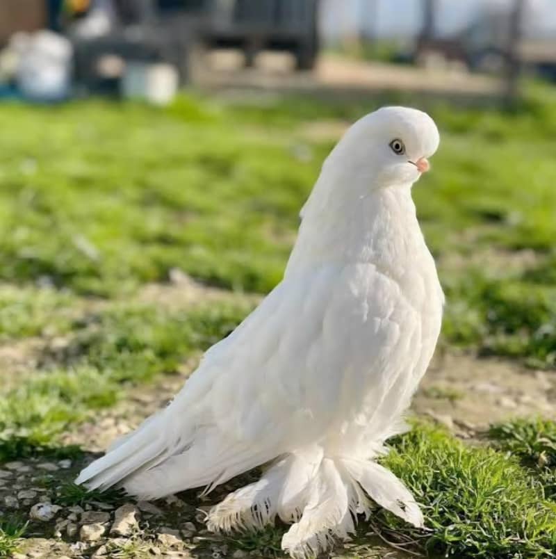 Fancy Pigeon 0