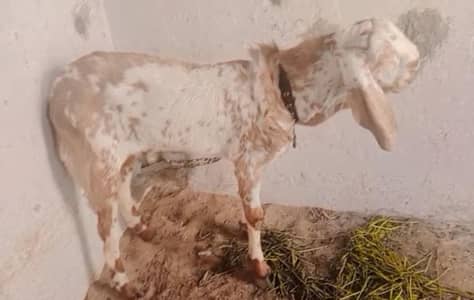 Maka chini Bakra 2 danth