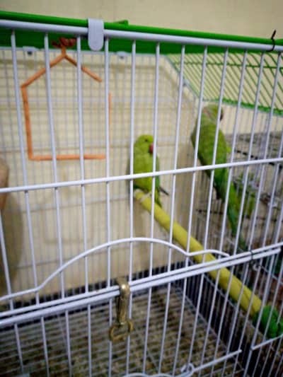 ring neck breeder pair hai