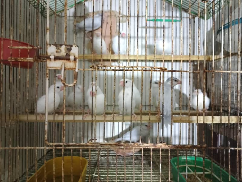 Sikver java, white java and Budgie For Sale 0