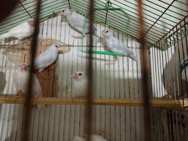 Sikver java, white java and Budgie For Sale 1