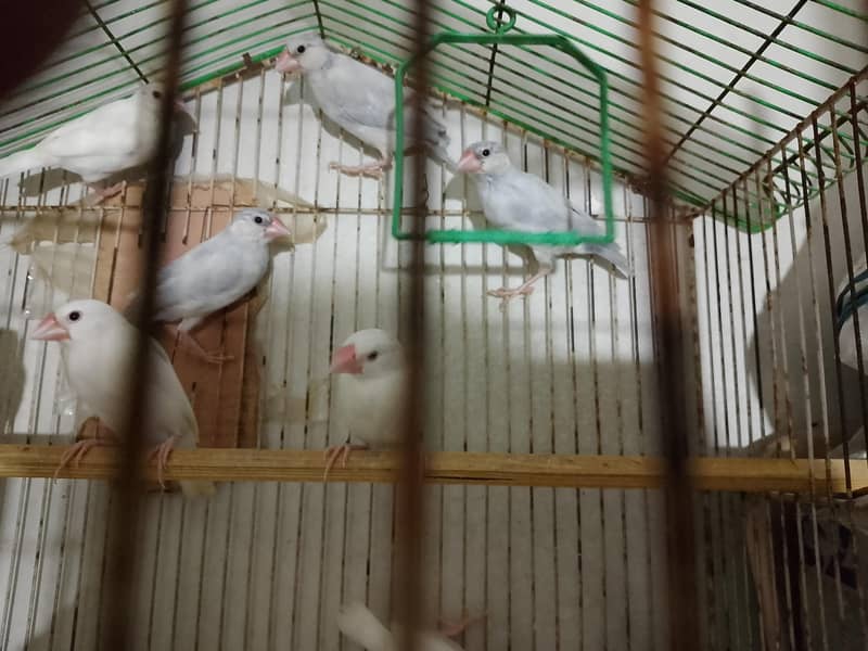 Sikver java, white java and Budgie For Sale 2
