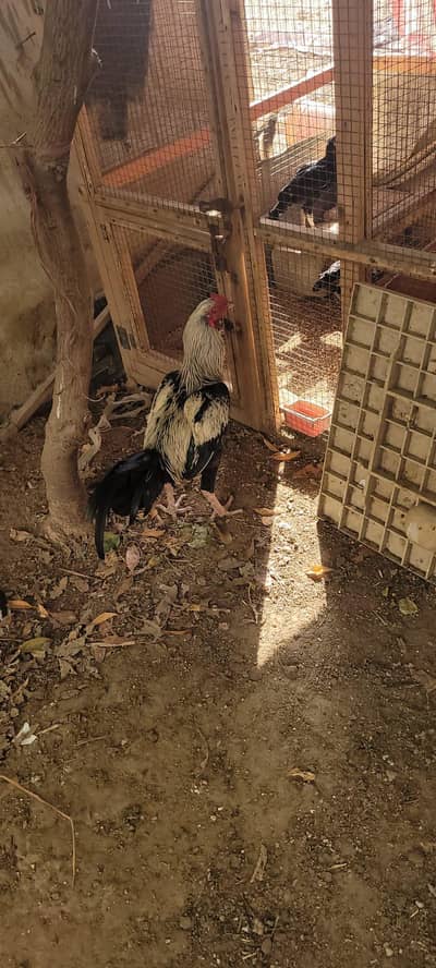 Original asil hens