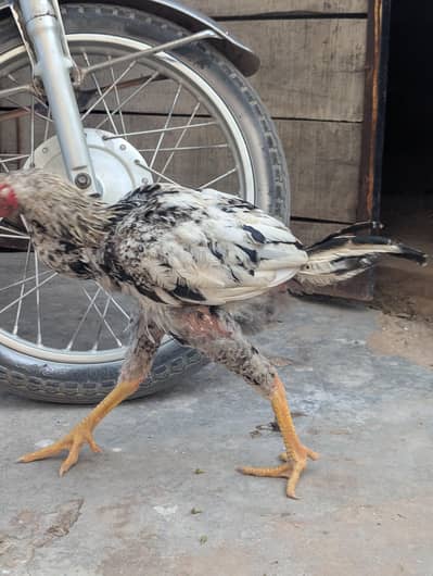 for sell, 3000 per piece