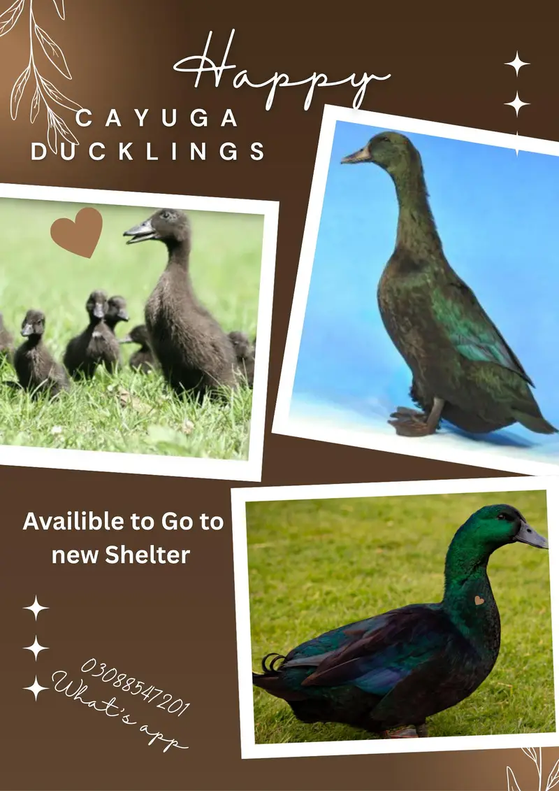 Cayuga Black Large duckings