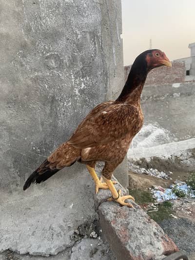 All birds sale