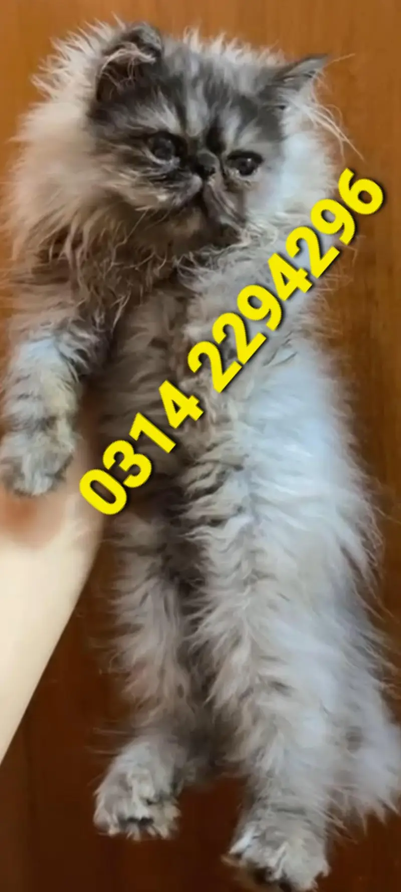 PERSIAN PIKI KITTEN CAT packi peeki pike