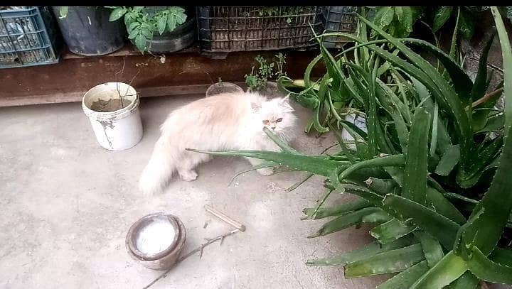 cats pair 0