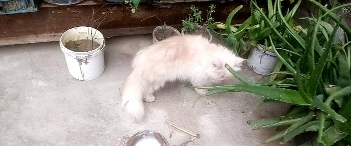 cats pair 2