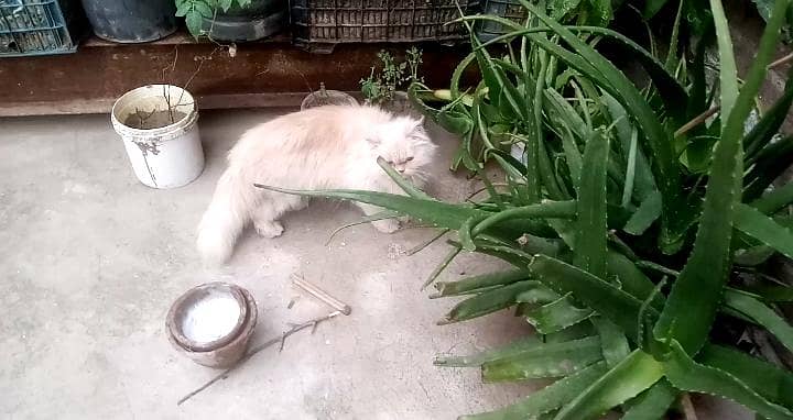 cats pair 3