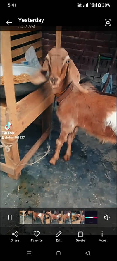 Qurbani k liya 2 dant bakra for sale 03021736825