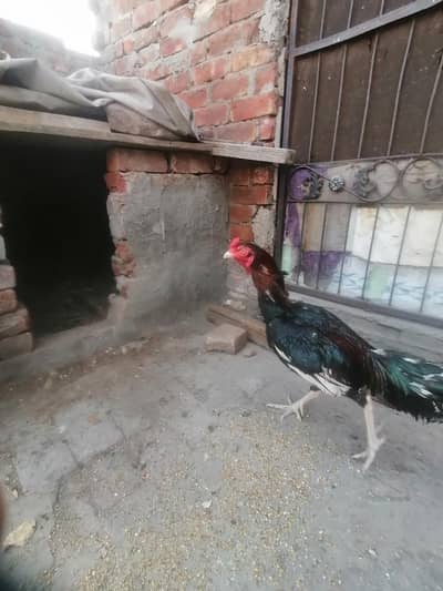 aseel murga full active urgent sale