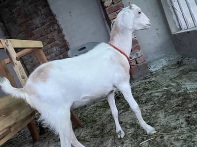 White Teddy Khubsurat path fresh dundi