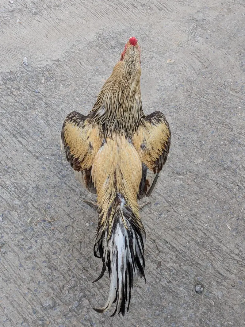 mian wali Aseel for sale — photo 2