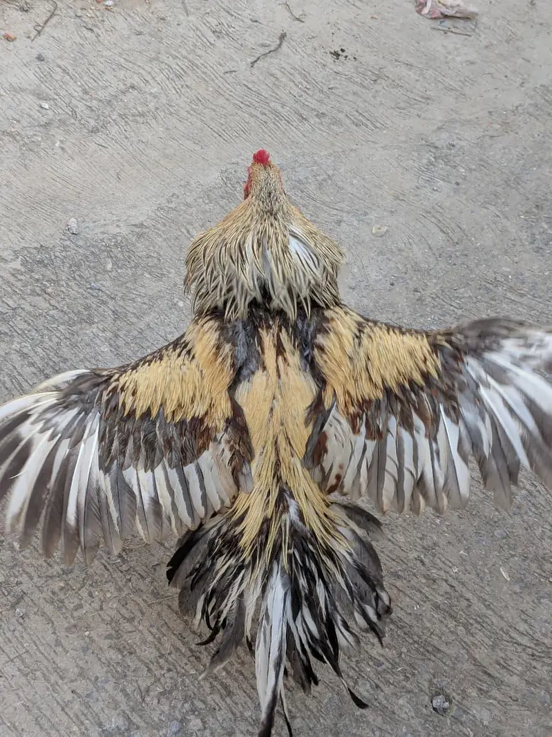 mian wali Aseel for sale — photo 3