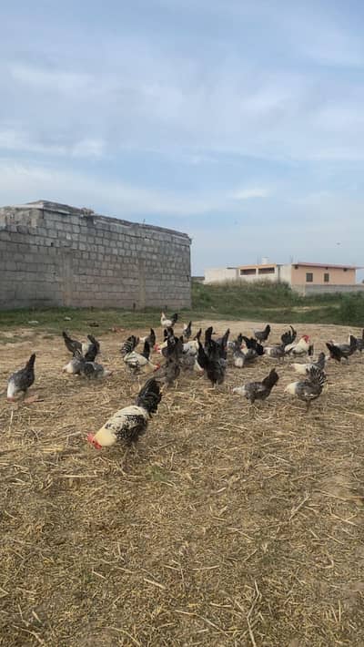 Egyptian Fayoumi Pure Organic Hens For Sale