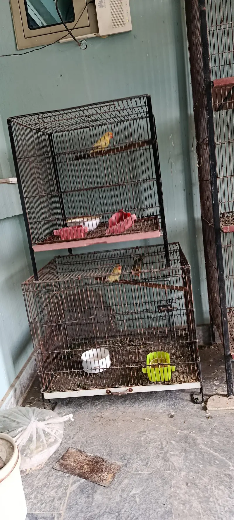 all setup for sale  9 love birds  with full 4 portion cage