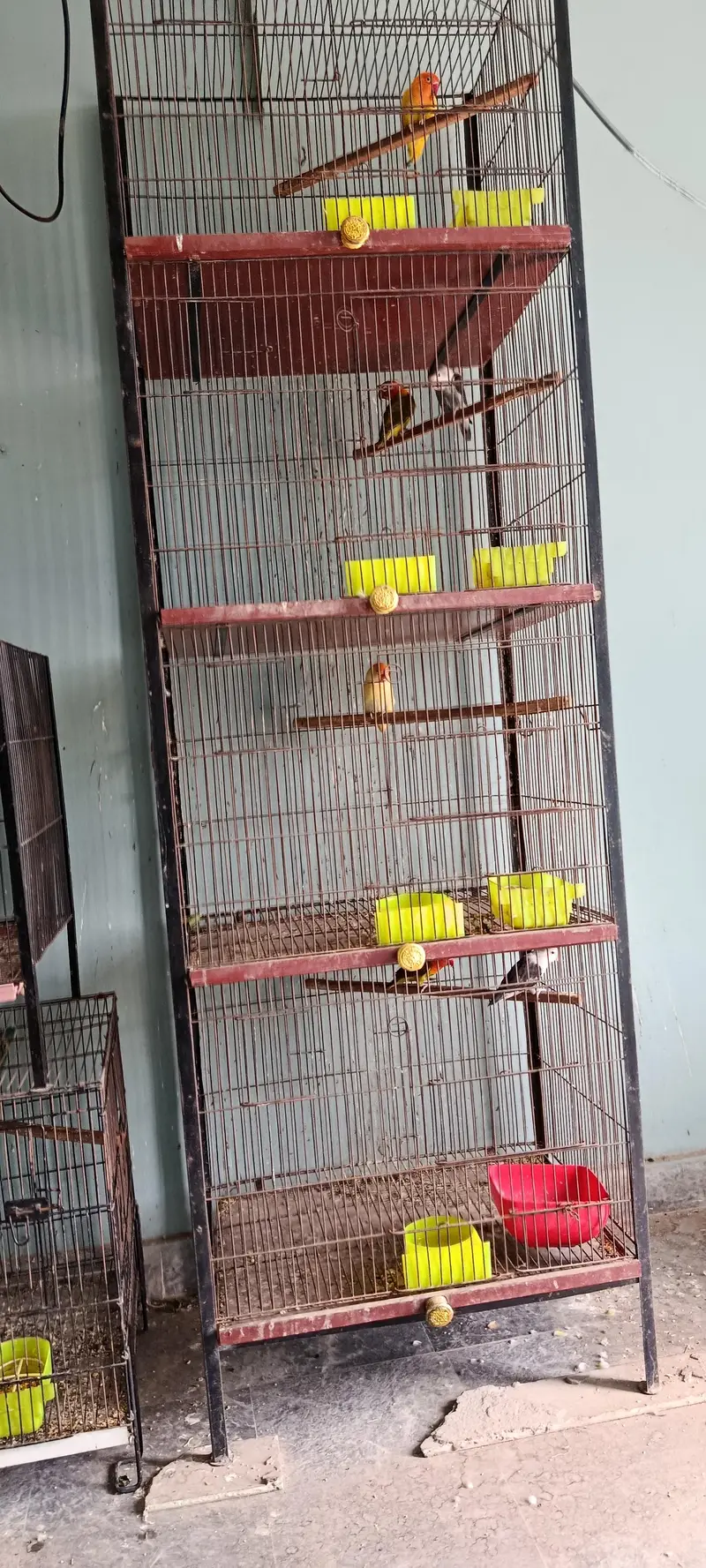 all setup for sale  9 love birds  with full 4 portion cage — photo 2
