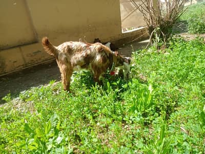 betal Bakra male