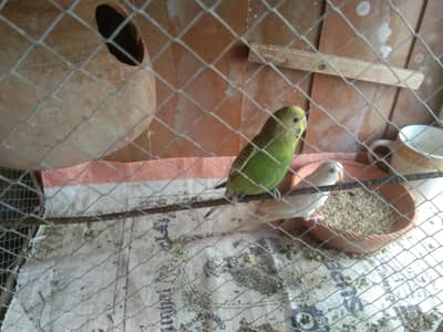 bajri parrot