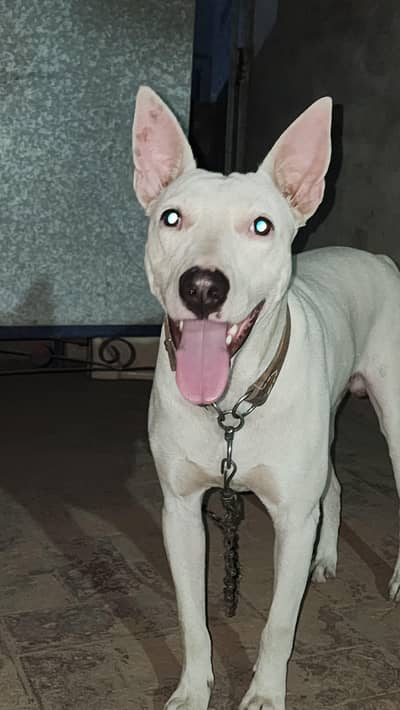 bull terrier